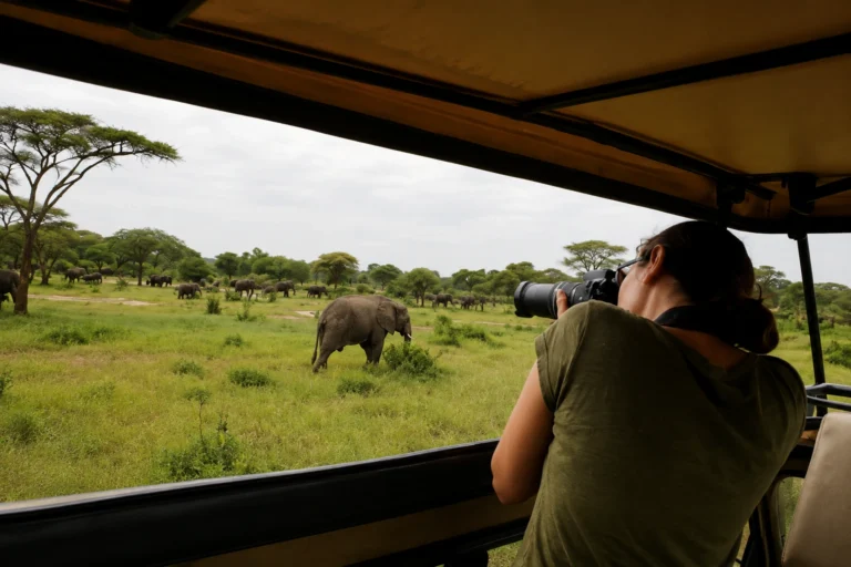 Photographing an elephant herd from a safari vehicle in Tarangire National Park