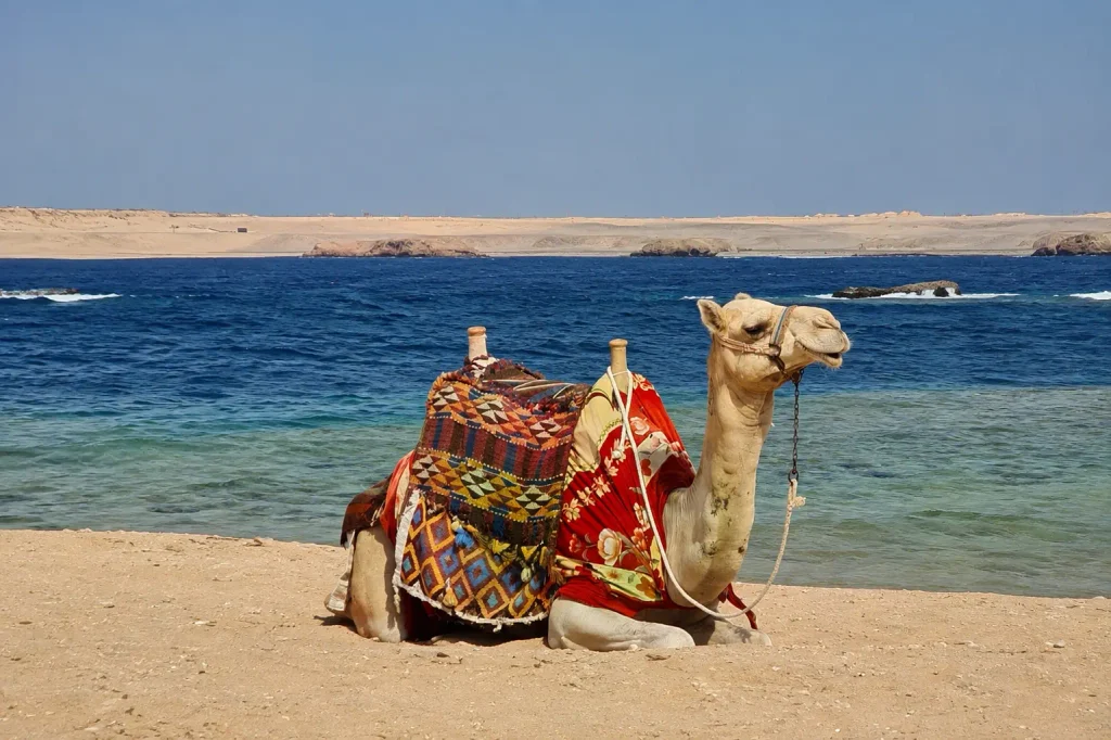 Camel resting on the beach along Hurghada's Red Sea coast