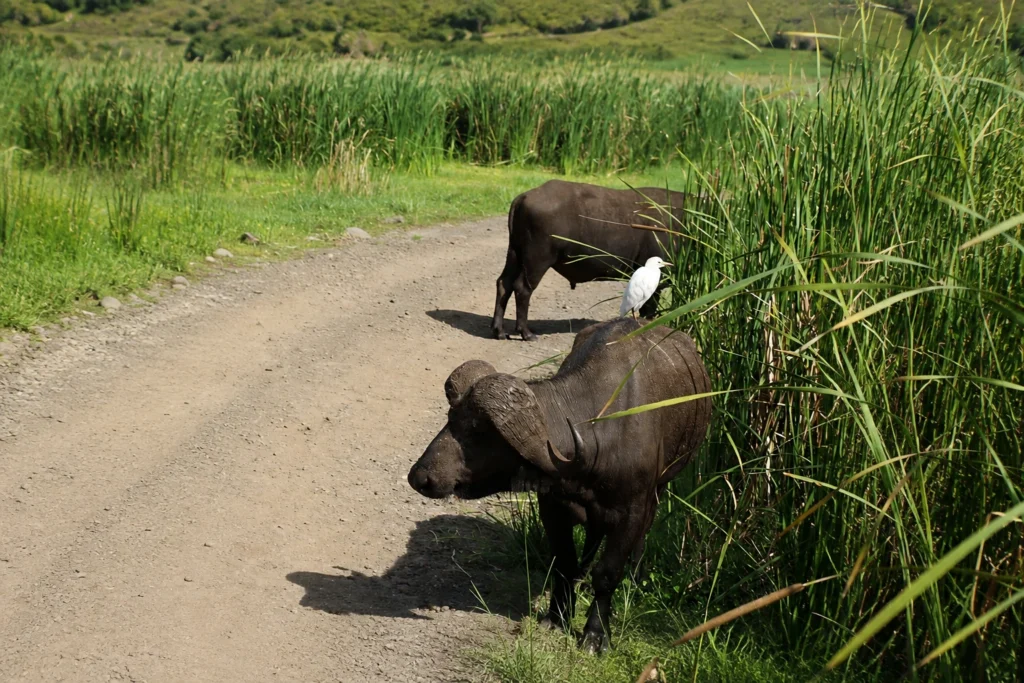 A buffalo and cattle egret along a track inside the Ngorongoro Conservation Area