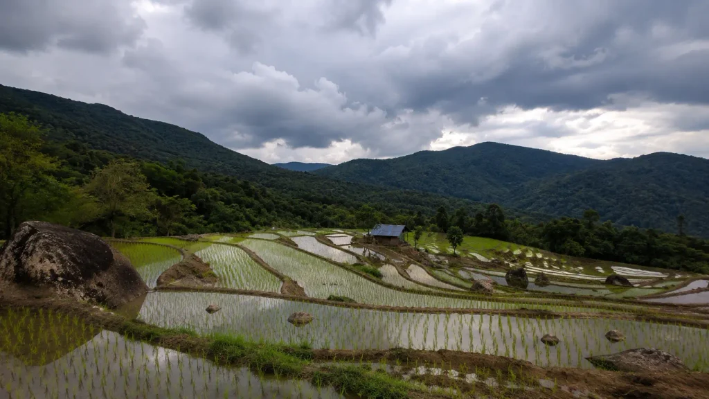 Rice terraces near Doi Inthanon National Park outside Chiang Mai