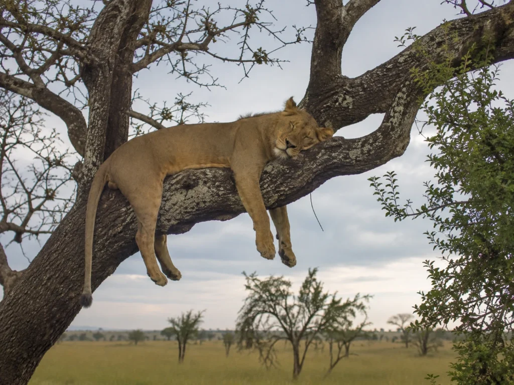 A lion asleep on a tree branch in the Lake Manyara area