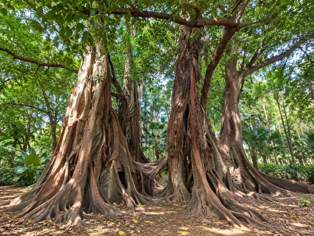Massive fig tree roots in Jardin d'Essai botanical garden, Algiers